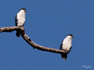 Philippine Falconet 
(a Philippine endemic) 

Scientific name - Microhierax erythrogenys erythrogenys 

Habitat - Open forest and edge. 

[20D + 500 f4 L IS + Canon 1.4x TC, on tripod] 

