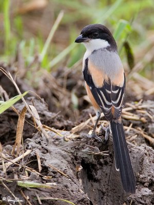 Long-tailed Shrike 

Scientific name - Lanius schach 

Habitat - Open country and scrub. 

[20D + 500 f4 L IS + Canon 1.4x, hand held] 
