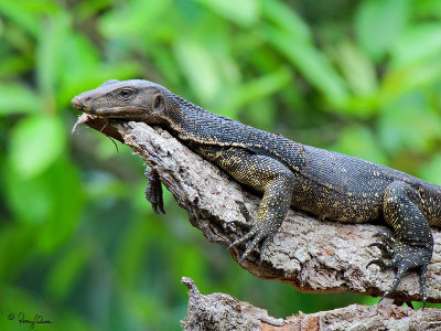 Monitor Lizard suns itself atop a dead tree branch.

[350D + Sigmonster + Canon 2x TC, MLU, MF]