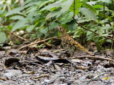 Scaly Ground-Thrush

Scientific name - Zootera dauma

Habitat - Uncommon on or near the ground in forest and clearings at all elevations. 

[20D + 500 f4 L IS + Canon 1.4x TC, bean bag]
