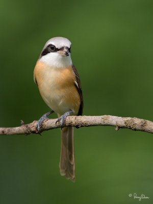 Brown Shrike 

Scientific name - Lanius cristatus 

Habitat - Common in all habitats at all elevations. 

[20D + 500 f4 IS + Canon 1.4x TC, bean bag]
