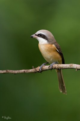 Brown Shrike 

Scientific name - Lanius cristatus 

Habitat - Common in all habitats at all elevations. 

[20D + 500 f4 IS + Canon 1.4x TC, bean bag, uncropped full frame resized to 1050x700]
