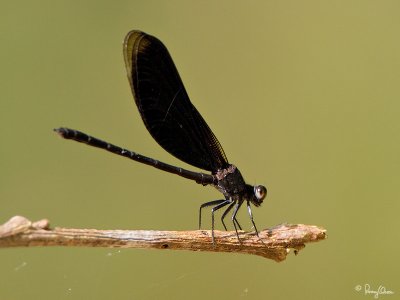 [20D + 500 f4 IS + Canon 1.4x TC]