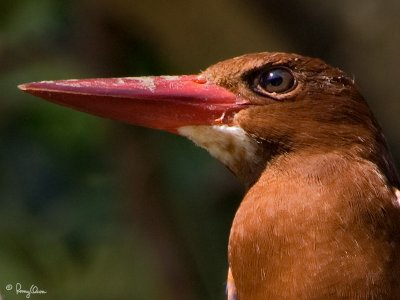 White-throated Kingfisher 

Scientific name - Halcyon smyrnensis 

Habitat - Clearings, along large streams and rivers, and in open country. 

[1DM2 + 100-400 L IS + Sigma 1.4x TC, hand held]