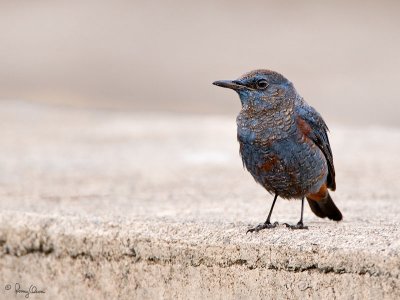 Blue Rock-Thrush (immature) 

Scientific name - Monticola solitarius 

Habitat - Rocky exposed slopes, road cuts, and along rocky streams and rivers. 

[20D + 500 f4 IS + Canon 1.4x TC, bean bag] 
