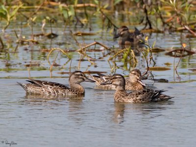 Garganey 
(Female) 

Scientific name - Anas querquedula 

Habitat - Freshwater marshes and shallow lakes. 

[20D + 500 f4 L IS + Canon 1.4x TC, bean bag]
