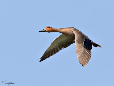 Philippine Duck 
(a Philippine endemic) 

Scientific name - Anas luzonica 

Habitat - Freshwater marshes, shallow lakes and ricefields. 

[20D + 500 f4 L IS + Canon 1.4x TC, hand held] 
