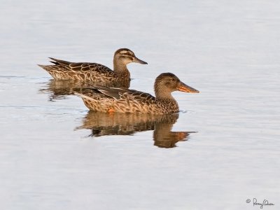 Garganey (Female, upper bird) 
Scientific name - Anas querquedula 
Habitat - Freshwater marshes and shallow lakes. 

Northern Shoveler (Female, lower bird)
Scientific name - Anas clypeata 
Habitat - Uncommon in fresh water marshes and shallow lakes. 

[20D + 500 f4 L IS + Canon 1.4x TC, bean bag] 
