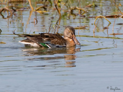 Northern Shoveler 

Scientific name - Anas clypeata 

Habitat - Uncommon in fresh water marshes and shallow lakes. 

[20D + 500 f4 L IS + Canon 1.4x TC, bean bag] 
