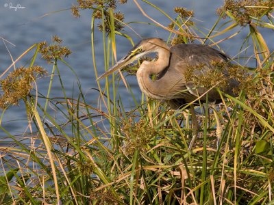 Purple Heron 

Scientific name - Ardea purpurea 

Habitat - Fairly common in all types of wetlands. 

[20D + 500 f4 L IS + Canon 1.4x TC, bean bag] 
