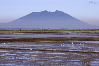 Mt. Arayat overlooks the vast Candaba wetlands.