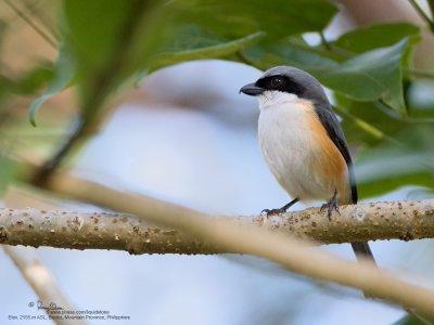 Mountain Shrike 
(A Philippine endemic) 

Scientific name - Lanius validirostris 

Habitat - Uncommon in montane forest (clearings and edge) above 1000 m. 

[20D + 500 f4 L IS + Canon 1.4x TC, hand held]
