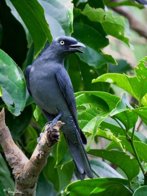 Bar-bellied Cuckoo-shrike (male) 

Scientific name - Coracina striata striata 

Habitat - Forest and forest edge. 

[350D + Sigmonster] 

