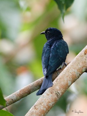 Philippine Drongo-Cuckoo 
(a Philippine endemic) 

Scientific name - Surniculus velutinus chalybaeus 

Habitat - Fairly common in lowland forest. 

[20D + 500 f4 L IS + Canon 1.4x TC, gimbal head/tripod]

