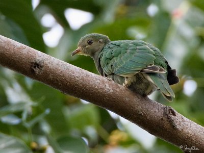 Yellow-breasted Fruit-Dove 
(a Philippine endemic, immature) 

Scientific name - Ptilinopus occipitalis 

Habitat - Forest and edge, in the middle or upper canopy 

[350D + Sigmonster, tripod/gimbal head] 
