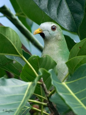Black-chinned Fruit-Dove at Mt. Makiling
