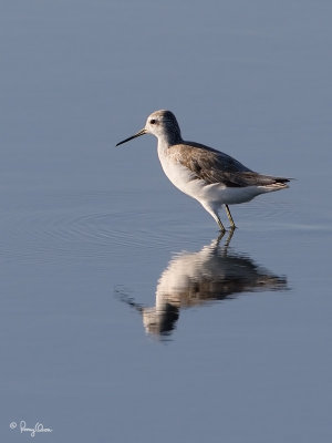 Marsh Sandpiper 

Scientific name - Tringa stagnatilis 

Habitat - Uncommon, in marshes, ricefields, mudflats and fishponds. 

[1DM2 + 400 5.6L, hand held]

