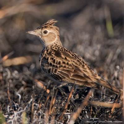 Oriental Skylark

Scientific name - Alauda gulgula wolfei(endemic race) 

Habitat - Uncommon in open country on the ground. 

[20D + 500 f4 L IS + Canon 1.4x TC, hand held] 
