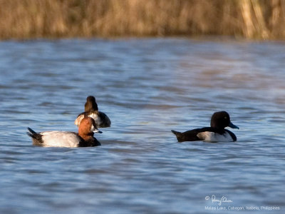Common Pochard (left bird facing camera)

Scientific name - Aythya ferina

Habitat - Rare, found in groups in lakes, marshes and estuaries. 

[20D + 500 f4 L IS + Canon 1.4x TC, hand held] 
