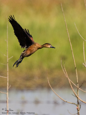 Wandering Whistling-Duck 

Scientific name - Dendrocygna arcuata 

Habitat - Freshwater wetlands from marshes, swamps to ricefields. 

[1DM2 + Sigmonster, tripod/gimbal head]