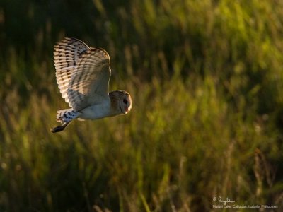Grass Owl 

Scientific name - Tyto capensis 

Habitat - Grasslands and canefields. 

[20D + 500 f4 L IS + Canon 1.4x TC, hand held] 
