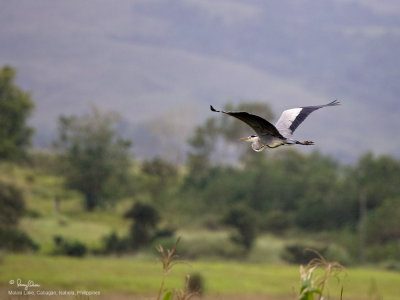 Grey Heron 

Scientific name - Ardea cinerea 

Habitat - Uncommon in wetlands. 

[1DM2 + 100-400 IS, hand held]