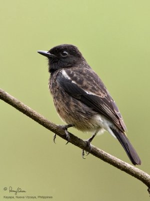 Pied Bushchat (sub-adult male) 

Scientific name - Saxicola caprata 

Habitat - Drier open country, grasslands and cultivated areas. 

[20D + 500 f4 L IS + Canon 1.4x TC, hand held] 
