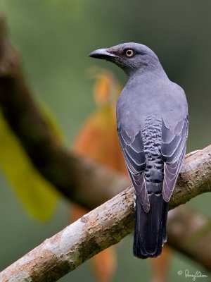 Bar-bellied Cuckoo-shrike (Female) 

Scientific name - Coracina striata striata 

Habitat - Forest and forest edge. 

[20D + 500 f4 L IS + Canon 1.4x TC, on tripod] 

