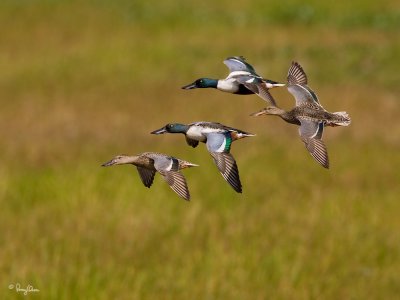 Northern Shoveler 
(two males - with white breast - and two females)

Scientific name - Anas clypeata 

Habitat - Uncommon in fresh water marshes and shallow lakes. 

[1DM2 + 500 f4 L IS + Canon 1.4x TC, tripod/gimbal head] 
