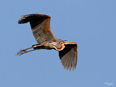 Purple Heron 

Scientific name - Ardea purpurea 

Habitat - Fairly common in all types of wetlands. 

[20D + 500 f4 L IS + Canon 1.4x TC, hand held] 
