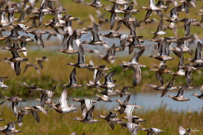 Garganey 

Scientific name - Anas querquedula 

Habitat - Freshwater marshes and shallow lakes. 

[20D + 500 f4 L IS + Canon 1.4x TC, hand held, uncropped full frame resized to 1200x800] 

