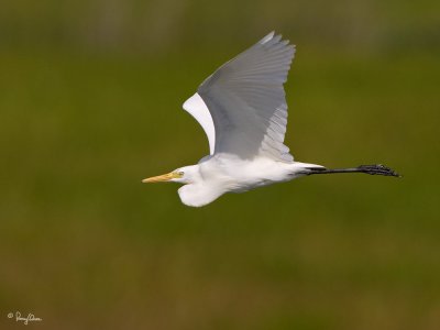 Intermediate Egret 

Scientific name - Egretta intermedia 

Habitat - Fresh water marshes, ricefields and tidal flats. 

[1DM2 + 500 f4 L IS + Canon 1.4x TC, tripod/gimbal head] 
