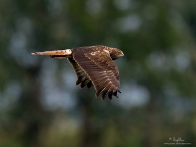 Eastern Marsh-Harrier (male) 

Scientific name - Circus spilonotus 

Habitat - Uncommon, primarily in wetlands and grasslands. 

[1DM2 + Sigmonster, tripod/gimbal head]
