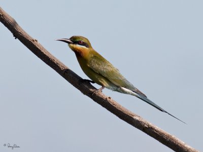 Blue-tailed Bee-eater 

Scientific name - Merops philippinus 

Habitat - Open country usually associated with water along rivers, marshes and ricefields. 

[20D + 400 5.6L, hand held]
