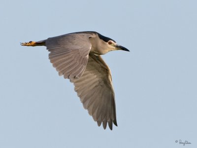 Black-crowned Night-Heron 

Scientific name - Nycticorax nycticorax 

Habitat - Variety of wetlands from ricefields to mangroves. 

[20D + 500 f4 L IS + Canon 1.4x TC, hand held] 

