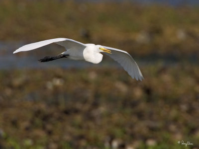 Intermediate Egret 

Scientific name - Egretta intermedia 

Habitat - Fresh water marshes, ricefields and tidal flats. 

[1DM2 + 500 f4 L IS + Canon 1.4x TC, tripod/gimbal head]