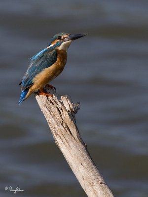Common Kingfisher 

Scientific Name - Alcedo atthis 

Habitat - Along coasts, fish ponds and open rivers. 

[1DM2 + 500 f4 L IS + Canon 1.4x TC, tripod/gimbal head]