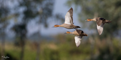 Philippine Duck 
(a Philippine endemic) 

Scientific name - Anas luzonica 

Habitat - Freshwater marshes, shallow lakes and ricefields. 

[1DM2 + 500 f4 L IS + Canon 1.4x TC, tripod/gimbal head]
