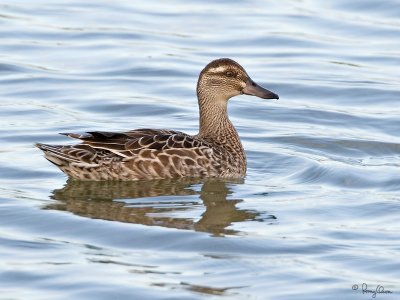 Garganey 

Scientific name - Anas querquedula 

Habitat - Freshwater marshes and shallow lakes. 

[20D + 500 f4 L IS + Canon 1.4x TC, bean bag] 

