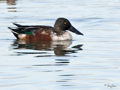 Northern Shoveler (male) 

Scientific name - Anas clypeata 

Habitat - Uncommon in fresh water marshes and shallow lakes. 

[20D + 500 f4 L IS + Canon 1.4x TC, bean bag] 
