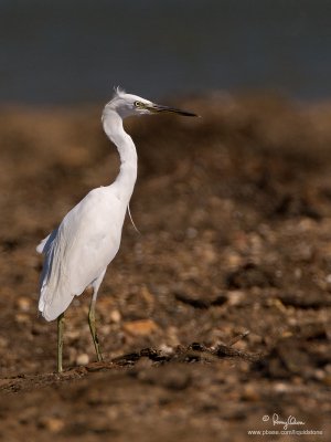 Chinese Egret (non-breeding plumage)

Scientific name - Egretta eulophotes

Habitat - Rare in shallow tidal flats and ricefields.

[20D + 500 f4 L IS + Canon 1.4x TC, tripod/gimbal head]