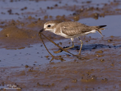 Greater Sand-Plover 

Scientific Name - Charadrius leschenaultii 

Habitat - Along the coast on exposed mud, sand and coral flats.

[1DM2 + 500 f4 L IS + Canon 1.4x TC, AI servo, tripod/gimbal head]
