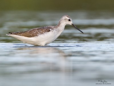 Marsh Sandpiper 

Scientific name - Tringa stagnatilis 

Habitat - Uncommon, in marshes, ricefields, and fishponds.

[20D + 500 f4 L IS + Canon 1.4x TC, tripod/gimbal head]