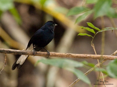 White-vented Shama
(a Philippine endemic)

Scientific name - Copsychus niger

Habitat - Dense forest, edge and scrub, in understory.

[20D + 500 f4 L IS + Canon 1.4x TC, tripod/gimbal head, +1.5 stops EC in RAW conversion] 
