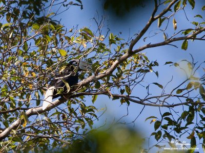 Palawan Hornbill
(a Philippine endemic)

Scientific name - Anthracoceros marchei

Habitat - Forest, edge and clearings. 

[20D + 500 f4 L IS + Canon 1.4x TC, tripod/gimbal head] 
