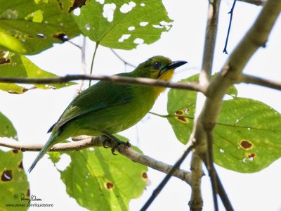 Yellow-throated Leafbird
(a Philippine endemic) 

Scientific name - Chloropsis palawanensis

Habitat - Canopy of forest and edge. 

[20D + 500 f4 L IS + Canon 1.4x TC, tripod/gimbal head]