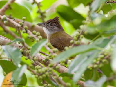 Grey-cheeked Bulbul 

Scientific name - Criniger bres

Habitat - Lowland forest, edge and second growth. 

[20D + 500 f4 L IS + Canon 1.4x TC, tripod/gimbal head]
