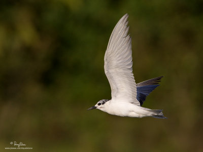 Whiskered Tern 

Scientific name: Chlidonias hybridus 

Habitat: Bays, tidal flats to ricefields. 

[1DMII + 100-400 L IS, hand held] 
