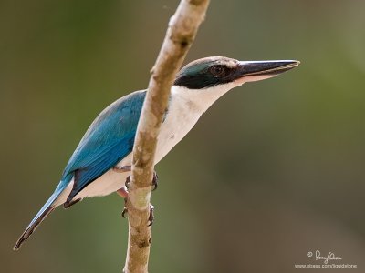 Collared Kingfisher 

Scientific name: Todiramphus chloris 

Habitat: Coastal areas to open country, but seldom in forest 

[20D + 500f/4 L IS + Canon 1.4x, hand held] 
