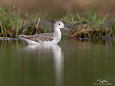 Common Greenshank 

Scientific name - Tringa nebularia 

Habitat - Ricefields to coastal mud and coral flats. 

[20D + 500 f4 L IS + Canon 1.4x TC, tripod/gimbal head]